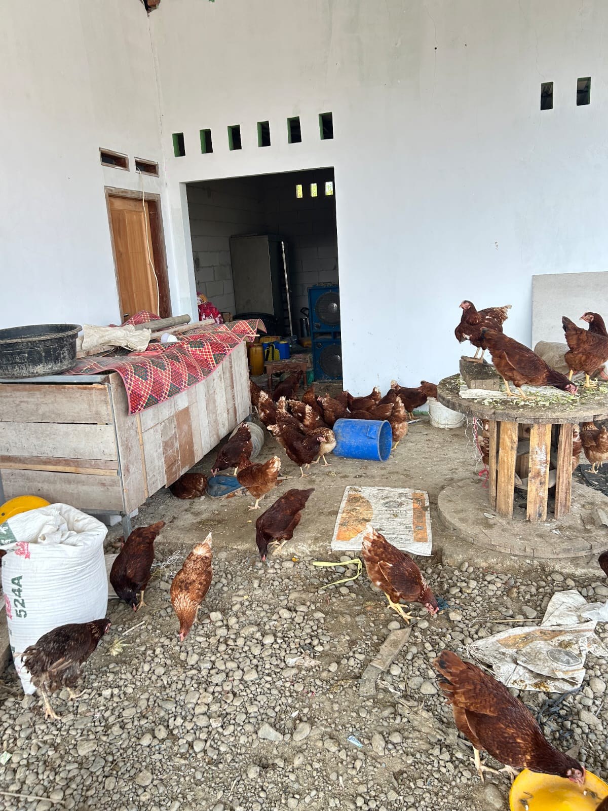Peternakan Ayam Petelur Kenanga