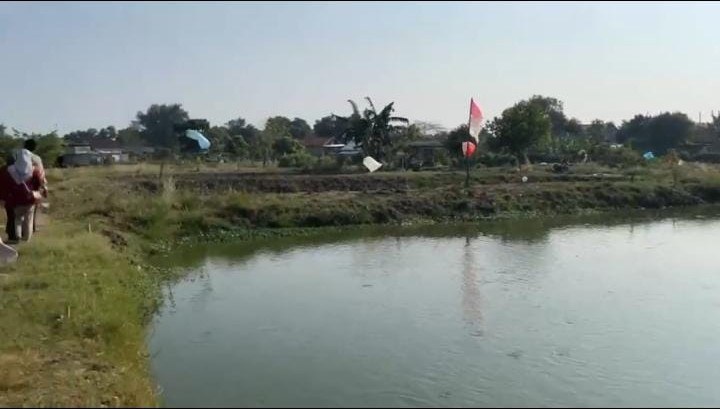 Budidaya Ikan Lele Kenanga